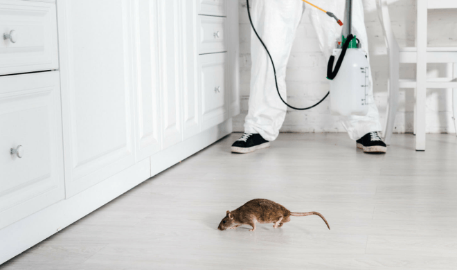 Крыса на полу, а на заднем плане стоит мастер из службы дератизации
